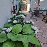 Sos. Viilor - in spatele spit. Marius Nasta casa 4 camere, toate utilitatile